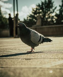 Close-up of pigeon perching on railing