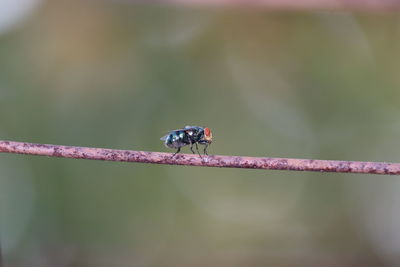 Close-up of insect on leaf