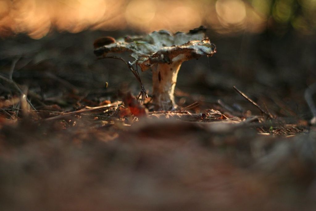 selective focus, close-up, nature, focus on foreground, dry, growth, leaf, plant, forest, tranquility, field, outdoors, twig, day, no people, beauty in nature, grass, dead plant, season, stem