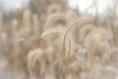 Close-up of fresh plant