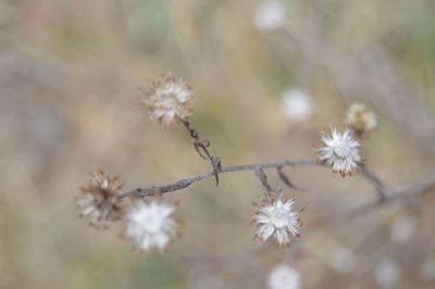 Close-up of white flowers