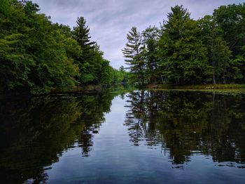 Reflection of trees in water