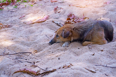 High angle view of a dog sleeping on land