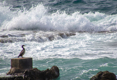 View of bird on rock in sea