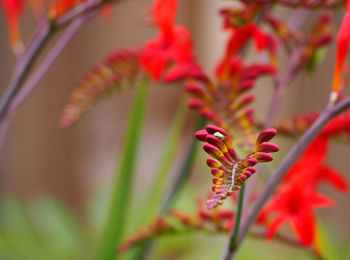 Close-up of pink flowers