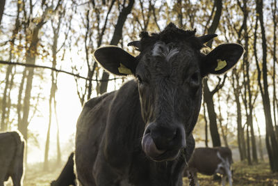 Portrait of a cow -head of a cow -close up