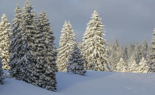 Fir trees covered with snow in the jura mountain by winter, switzerland