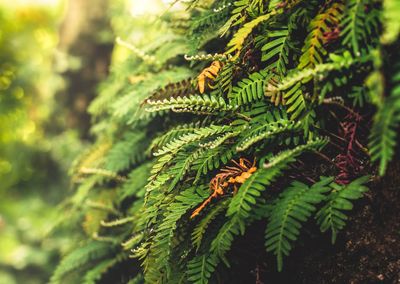 Close-up of fern on tree