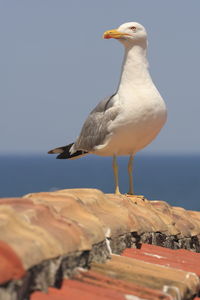 Close-up of seagull perching on shore against sky