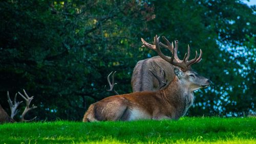 Deer in a forest