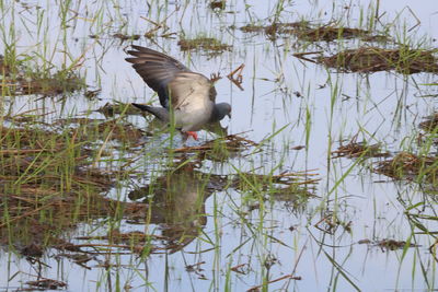 Bird flying over lake