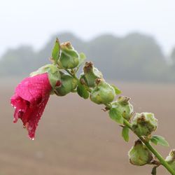 Close-up of plant