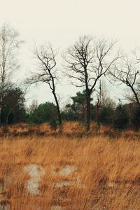 Bare trees on field against clear sky