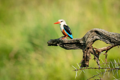 Grey-headed kingfisher on dead branch with catchlight