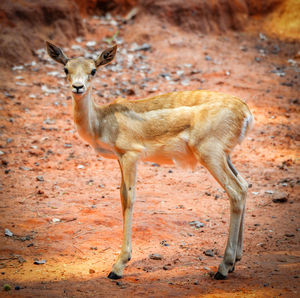 Portrait of deer standing on land