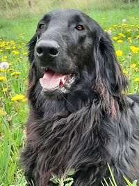 Close-up of black dog on field