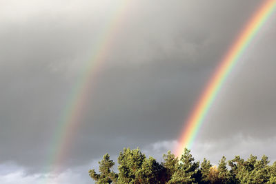 Low angle view of rainbow over trees