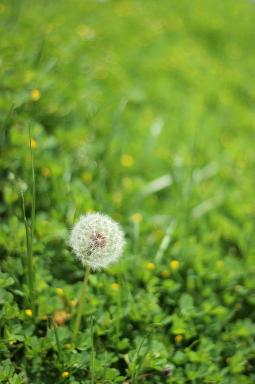 flower, growth, freshness, fragility, dandelion, flower head, beauty in nature, nature, plant, field, wildflower, blooming, close-up, focus on foreground, petal, stem, in bloom, uncultivated, white color, single flower