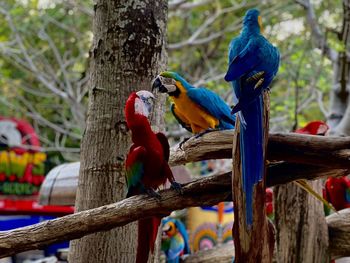 Close-up of bird perching on wood