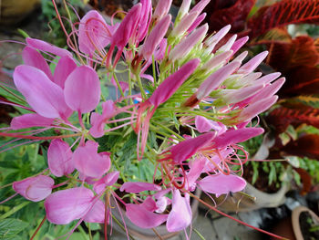 Close-up of pink flowers blooming outdoors