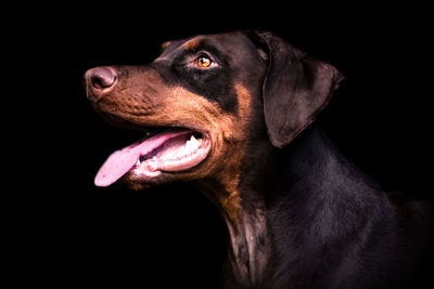 Close-up of dog against black background