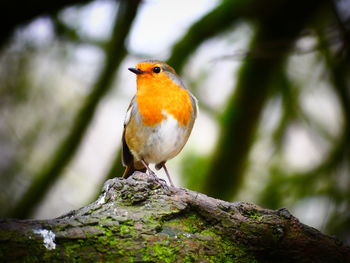 Close-up of bird perching on tree