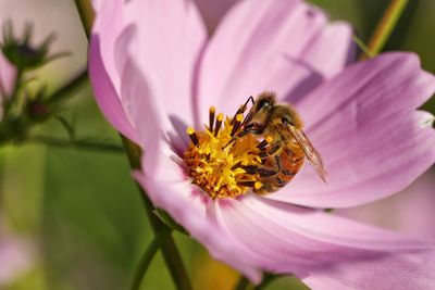 Close-up of bee pollinating on purple flower