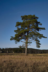 Tree on field against clear sky