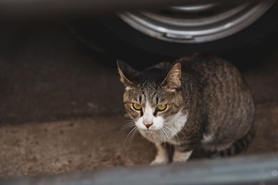 Close-up portrait of tabby cat