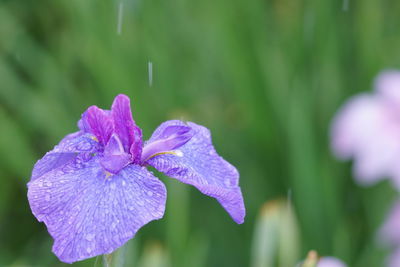 Close-up of purple flowering plant