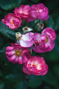 Close-up of pink rose