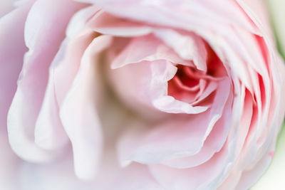 Close-up of rose