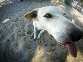 Close-up of dog on sand