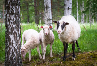 Sheep standing by trees on field