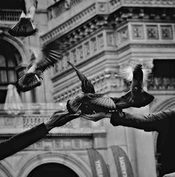 Birds flying over a city