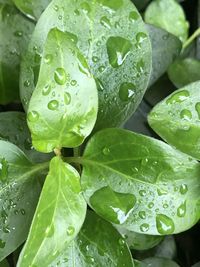 Close-up of wet plant leaves during rainy season