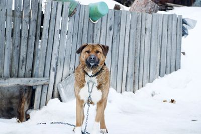 Portrait of dog in snow