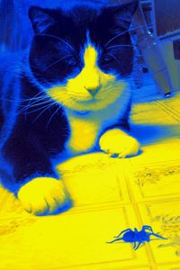 Close-up of yellow flower