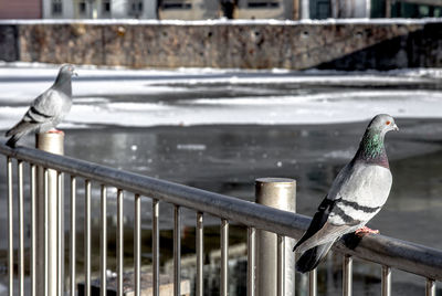 Close-up of bird perching on railing