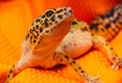 Close-up of a turtle