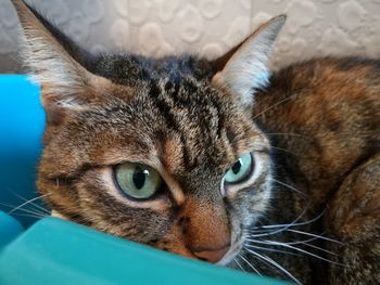 Close-up portrait of a cat