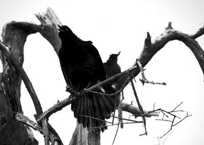 Low angle view of bird perching on a tree