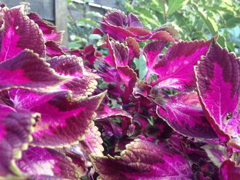 Close-up of pink flowers