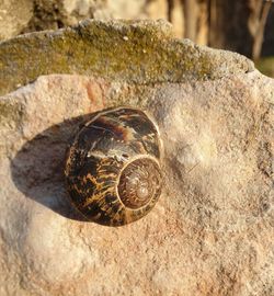 Close-up of shell on rock