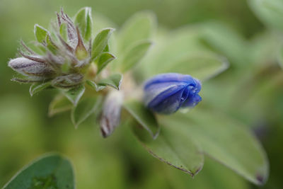 Close-up of purple flowering plant