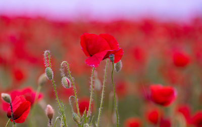 Close-up of red flowering plant