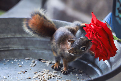 Close-up of squirrel