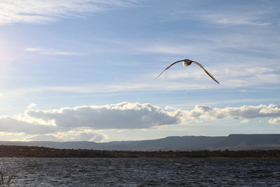 Bird flying over sea against sky