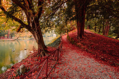 Trees by lake in forest during autumn