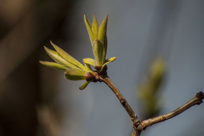 Close-up of flower bud growing outdoors